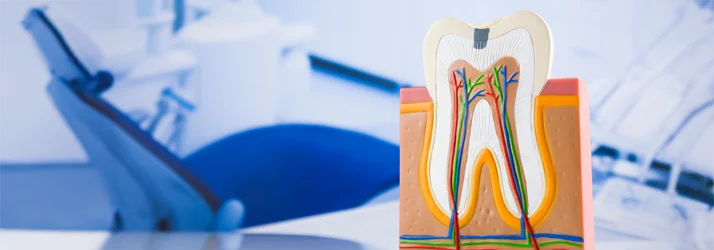 Root canal model on table in front of dental chair